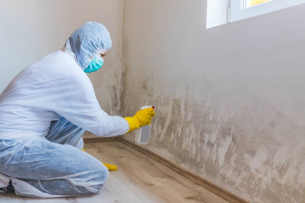 Licensed Commercial Mold Remediation service in Spring Lake, NJ - WQB Mold Removal